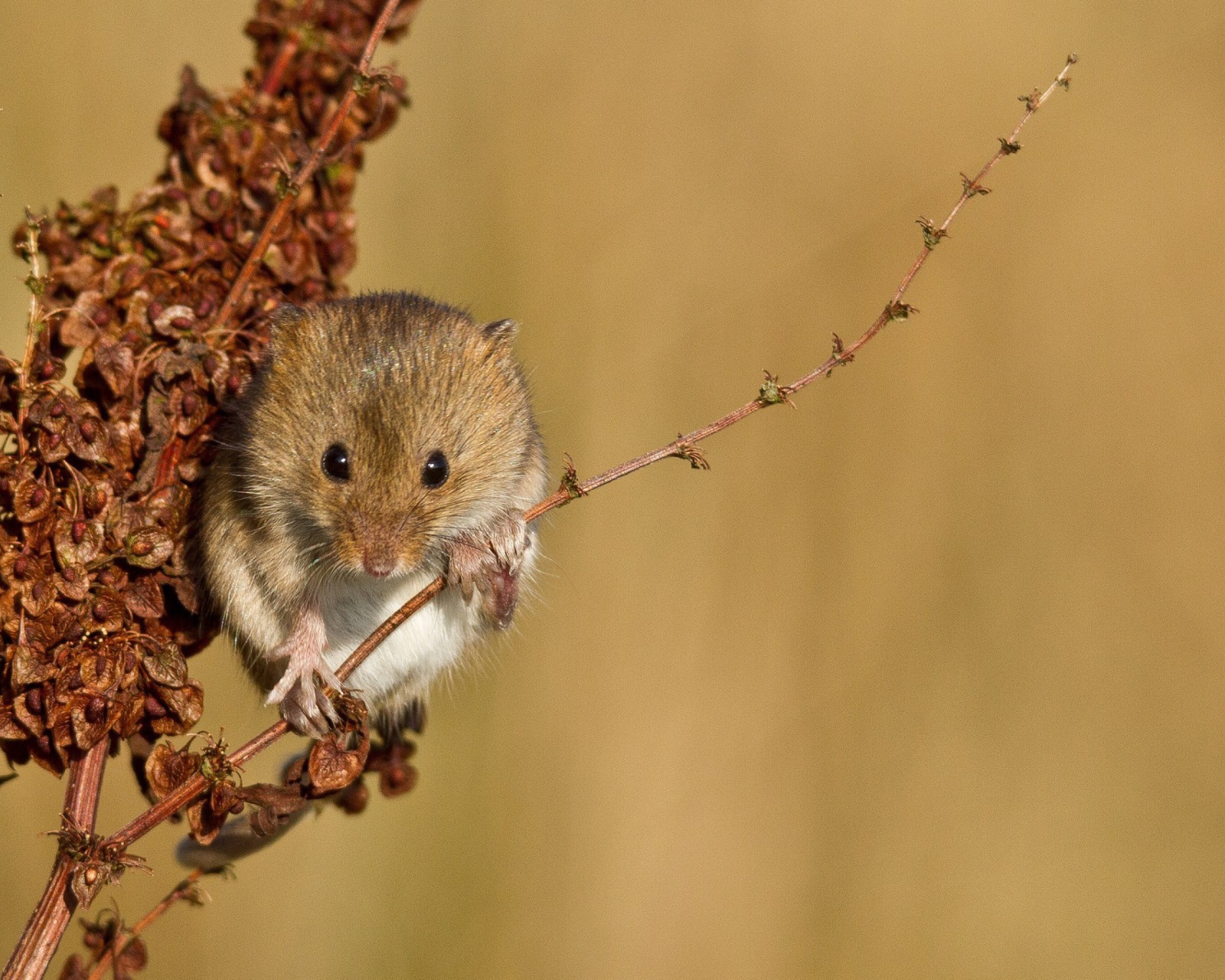 Screenshot №1 pro téma Harvest Mouse 1600x1280