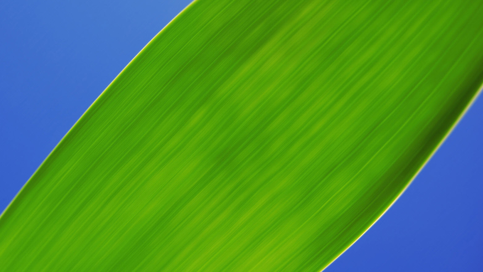 Das Green Macro Leaf Wallpaper 1600x900
