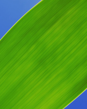Screenshot №1 pro téma Green Macro Leaf 176x220