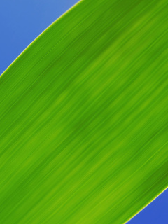 Screenshot №1 pro téma Green Macro Leaf 240x320