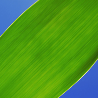 Free Green Macro Leaf Picture for iPad Air