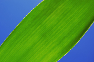 Green Macro Leaf Wallpaper for Android, iPhone and iPad