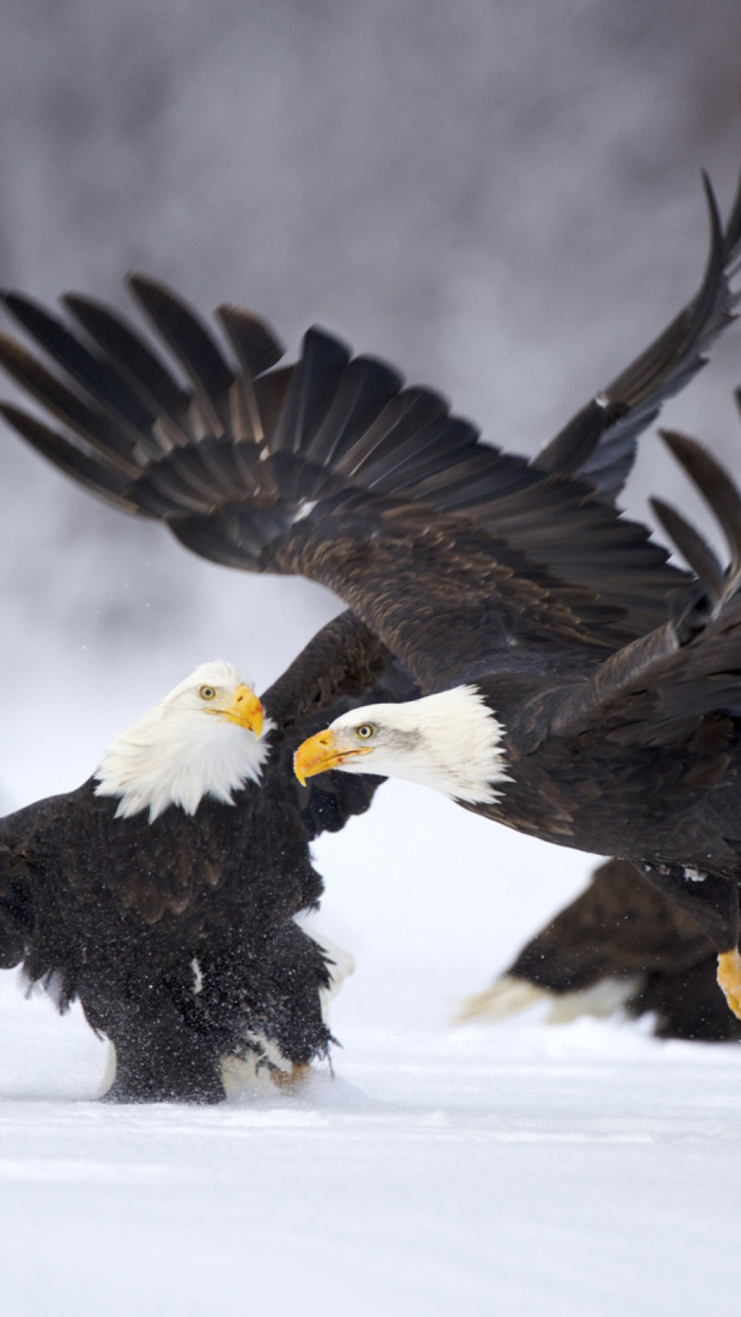 Fondo de pantalla Two Eagles In Snow 1080x1920