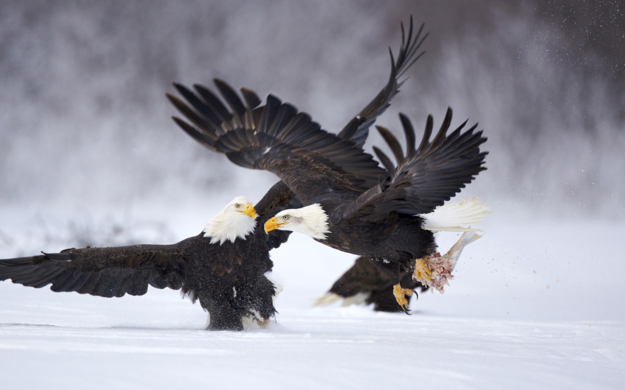 Das Two Eagles In Snow Wallpaper 1280x800