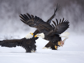Das Two Eagles In Snow Wallpaper 320x240