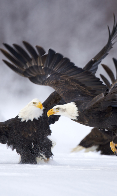 Two Eagles In Snow screenshot #1 480x800