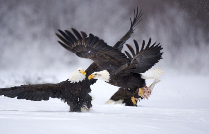 Обои Two Eagles In Snow