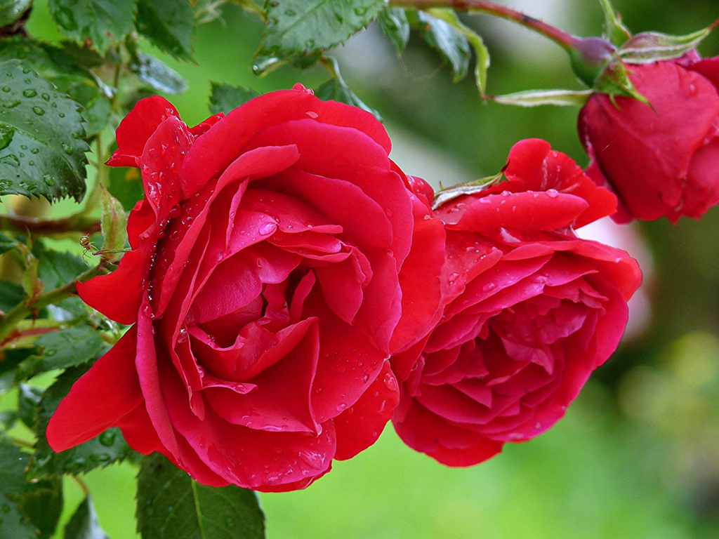 Обои Red rosebush 1024x768