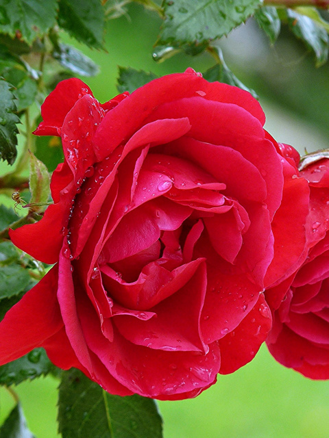 Red rosebush wallpaper 480x640