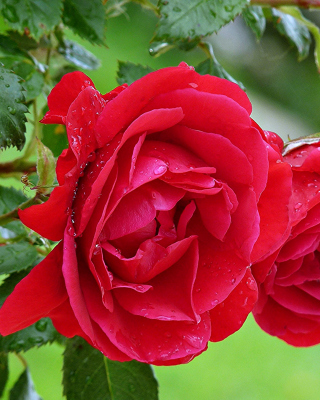 Red rosebush sfondi gratuiti per 640x1136