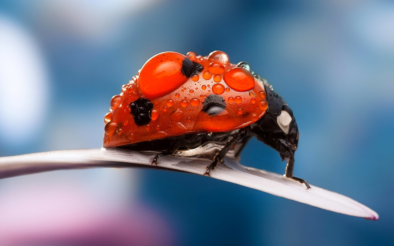 Обои Dew Drops On Ladybug 1280x800