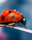 Sfondi Dew Drops On Ladybug 128x160