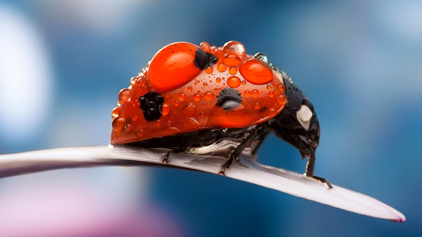 Dew Drops On Ladybug screenshot #1 1366x768