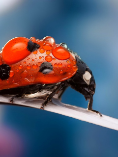 Dew Drops On Ladybug screenshot #1 240x320