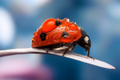 Dew Drops On Ladybug screenshot #1 480x320