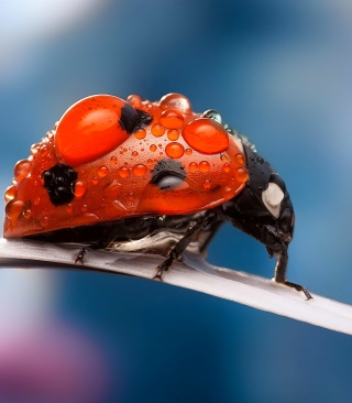 Dew Drops On Ladybug - Obrázkek zdarma pro 176x220