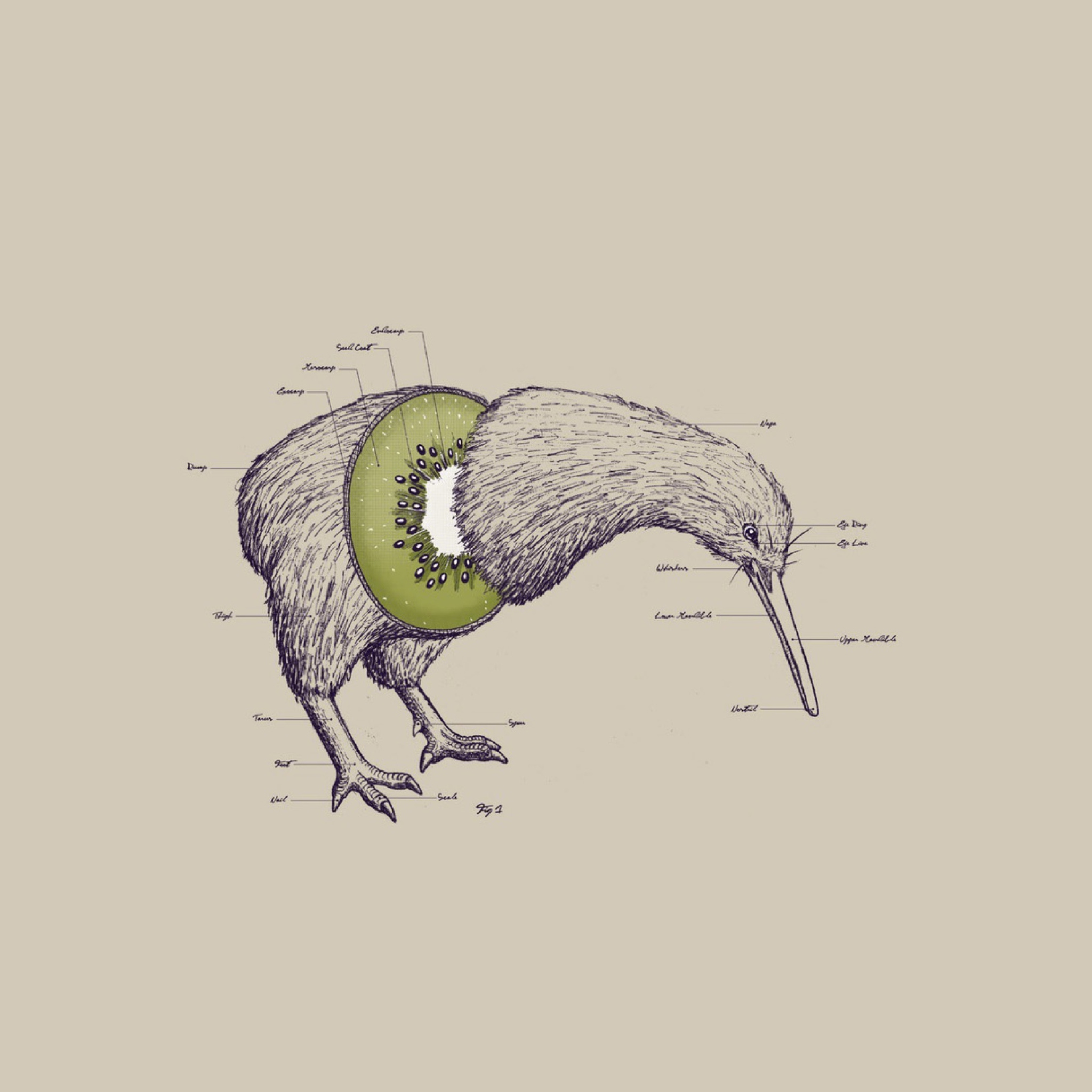 Sfondi Kiwi Bird 2048x2048