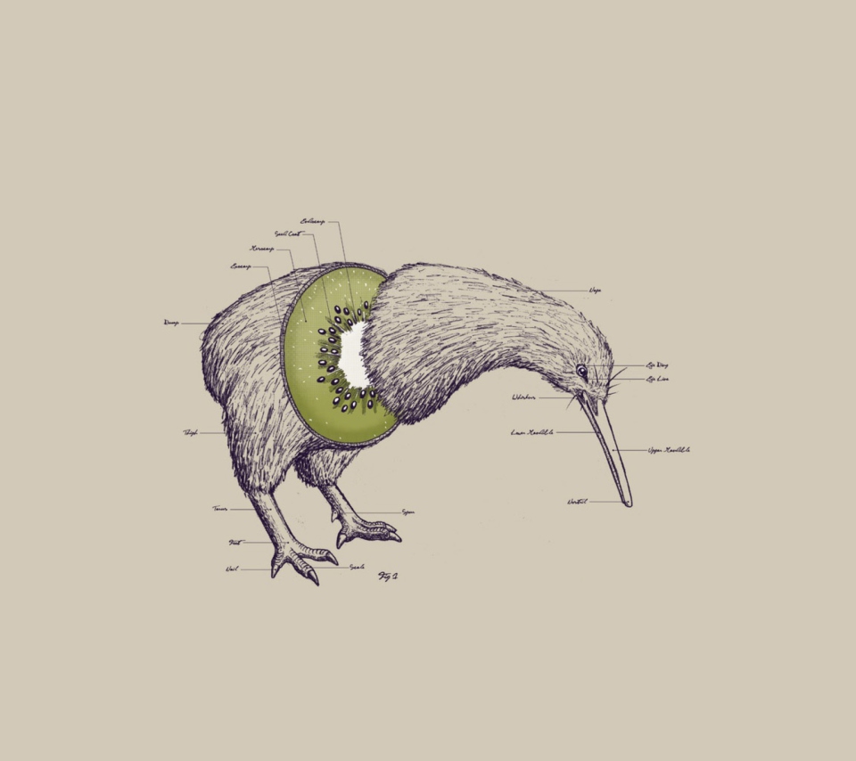 Das Kiwi Bird Wallpaper 960x854