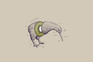 Kiwi Bird - Obrázkek zdarma 