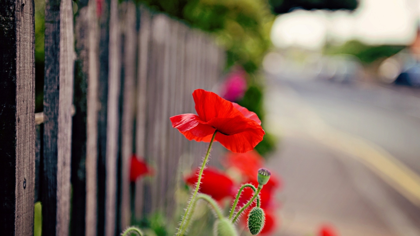 Poppy In Front Of Fence screenshot #1 1366x768