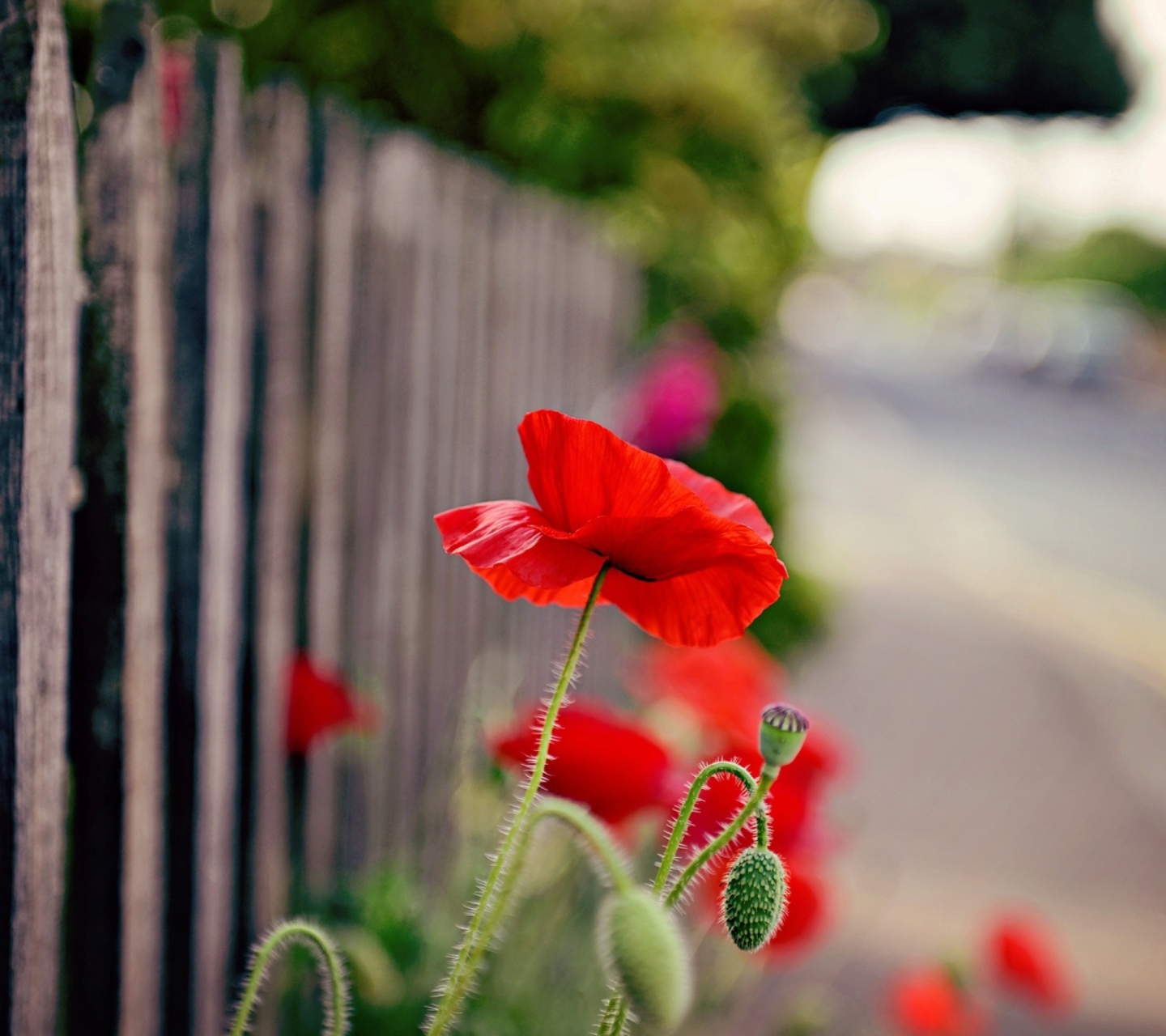 Sfondi Poppy In Front Of Fence 1440x1280