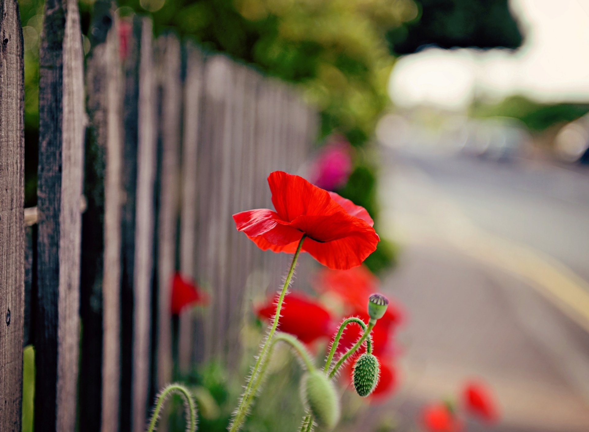 Sfondi Poppy In Front Of Fence 1920x1408