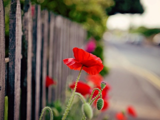 Poppy In Front Of Fence wallpaper 320x240
