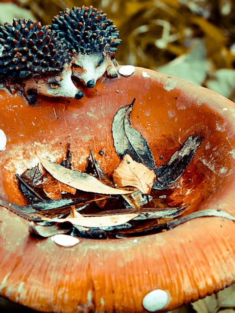 Wooden Mushroom And Hedgehogs screenshot #1 480x640