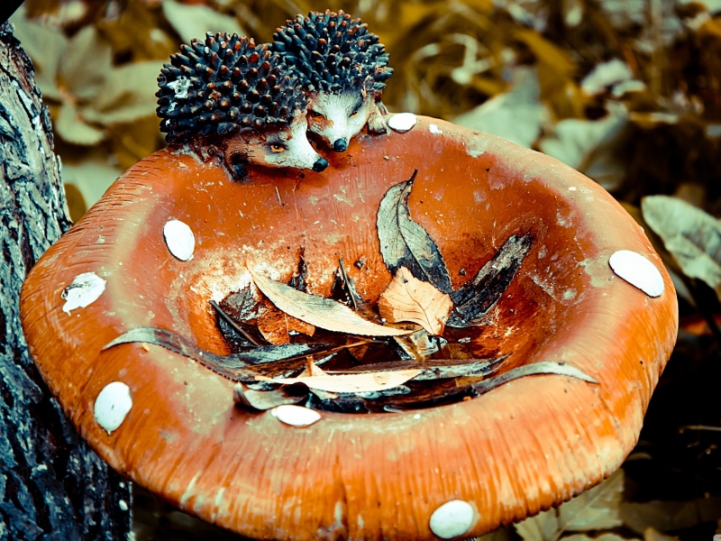 Fondo de pantalla Wooden Mushroom And Hedgehogs 800x600