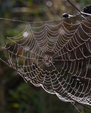 Wet Cobweb - Obrázkek zdarma pro 480x800