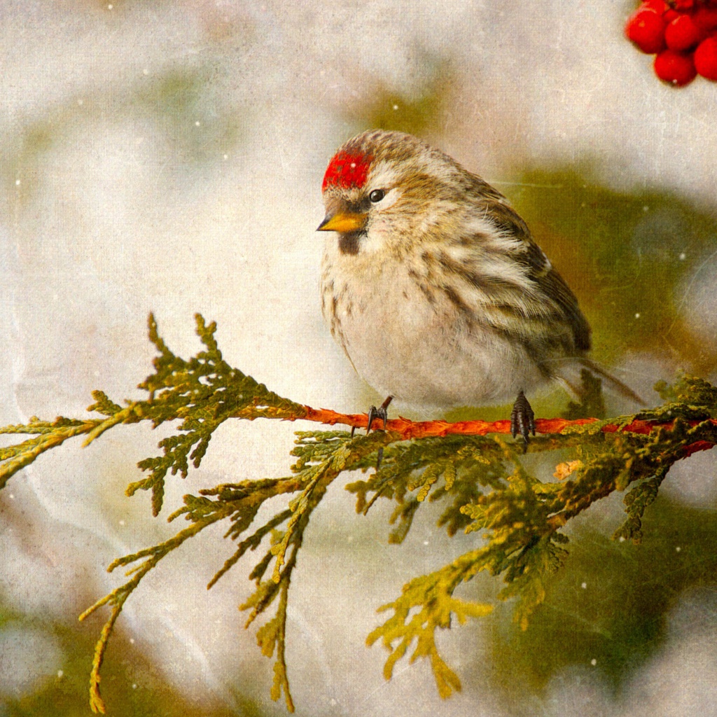 Fondo de pantalla Redpoll bird 1024x1024