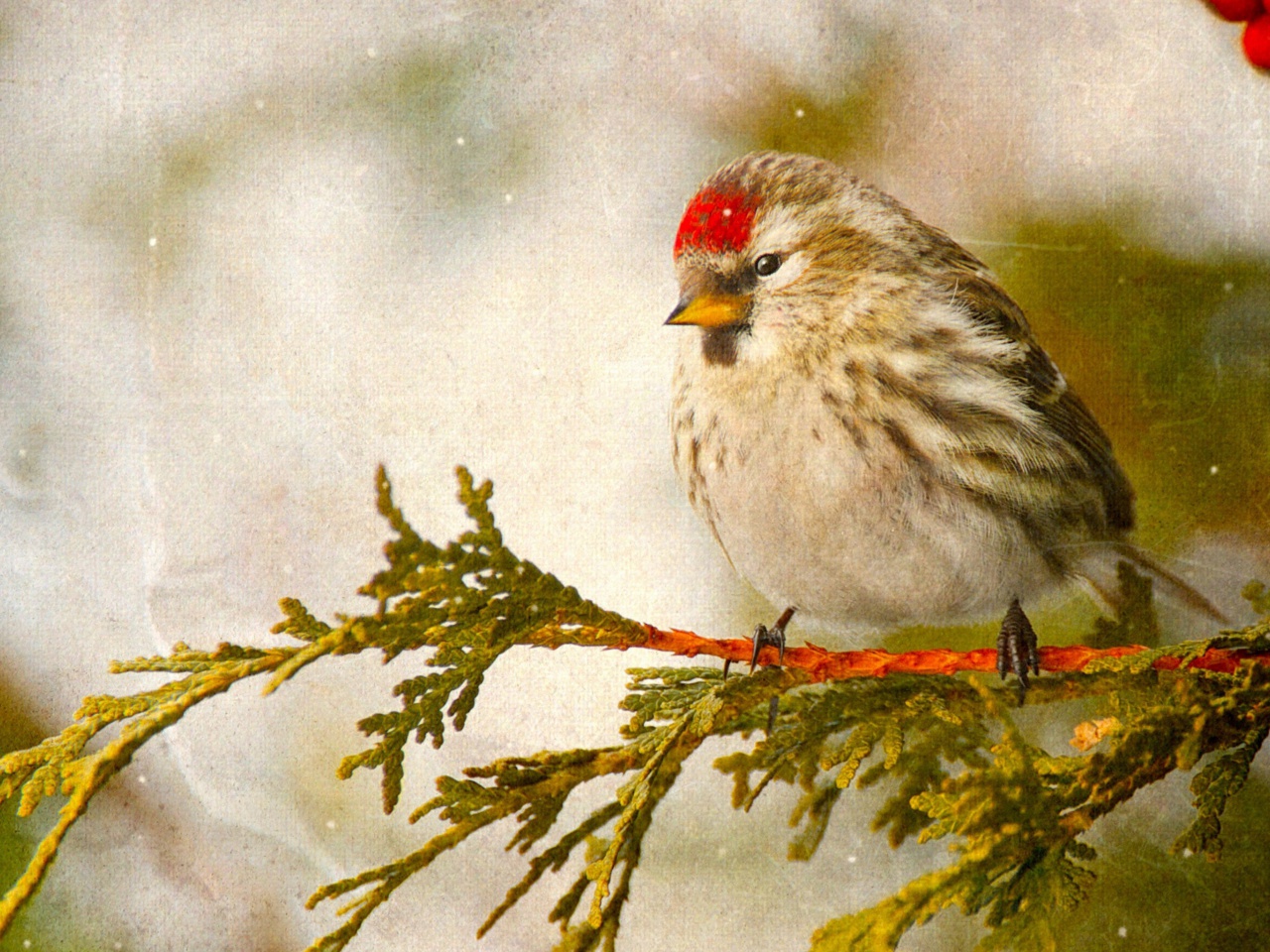 Redpoll bird wallpaper 1280x960