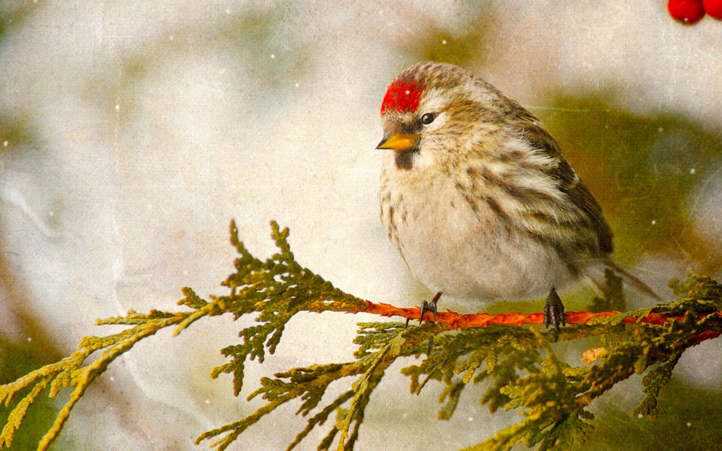 Redpoll bird wallpaper 1440x900