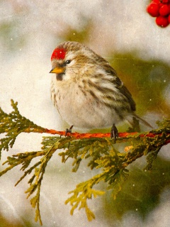 Redpoll bird wallpaper 240x320