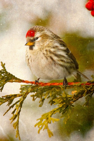 Redpoll bird wallpaper 320x480