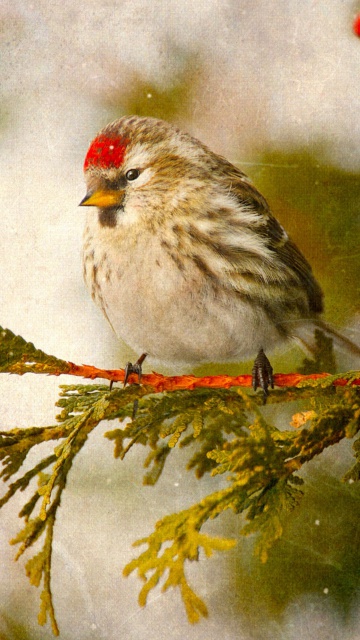Redpoll bird wallpaper 360x640