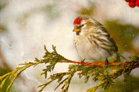 Redpoll bird wallpaper 480x320