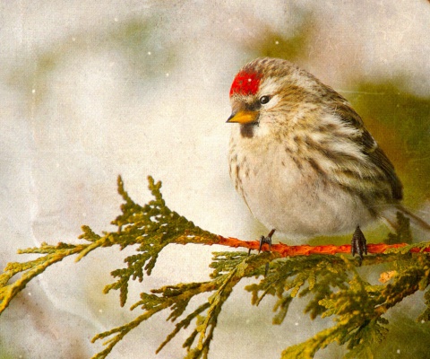 Redpoll bird wallpaper 480x400