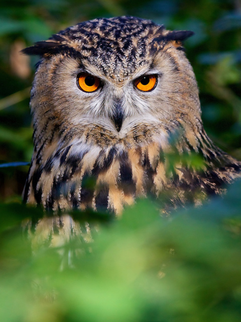 Sfondi Owl 480x640