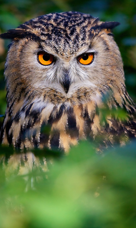 Sfondi Owl 480x800