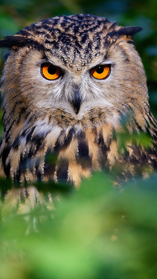 Обои Owl 640x1136