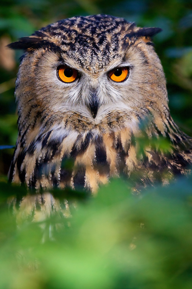 Sfondi Owl 640x960