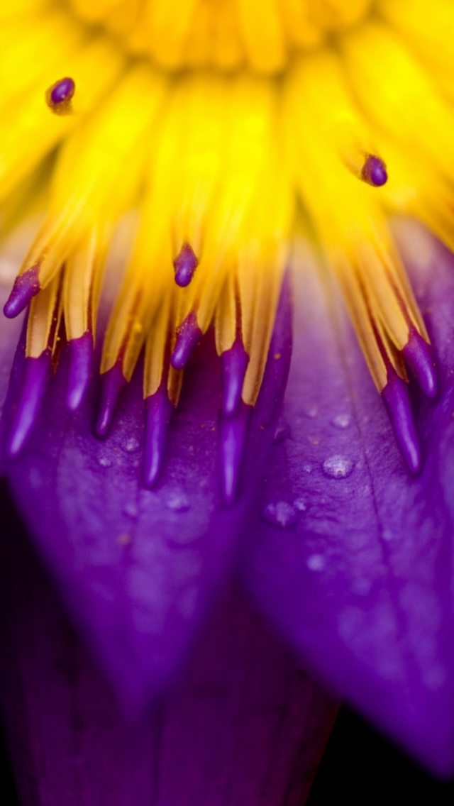 Das Yellow And Violet Flower Wallpaper 640x1136