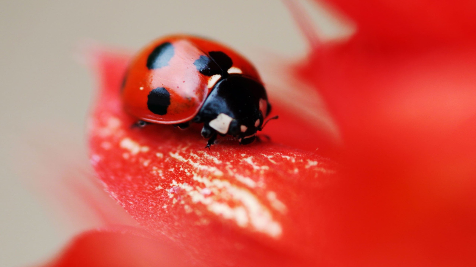 Ladybug On Red Flower wallpaper 1600x900