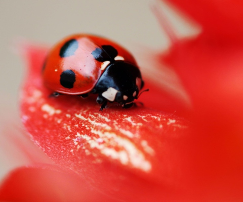 Das Ladybug On Red Flower Wallpaper 480x400