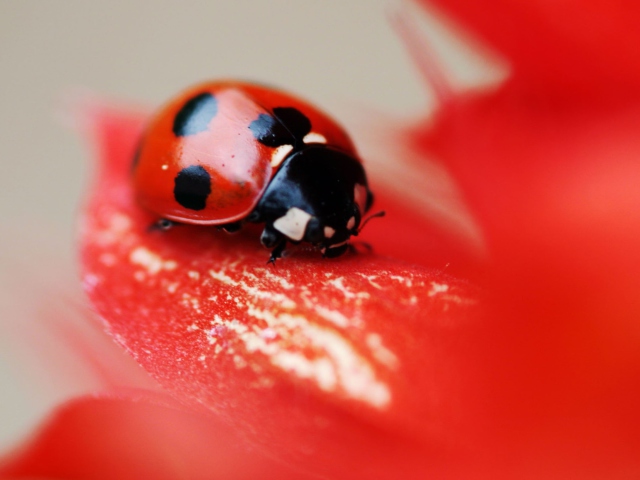 Fondo de pantalla Ladybug On Red Flower 640x480