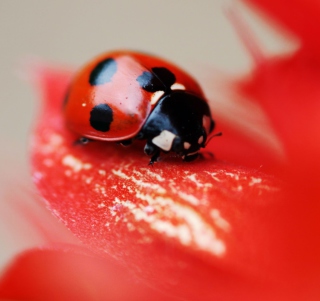 Ladybug On Red Flower papel de parede para celular para 208x208