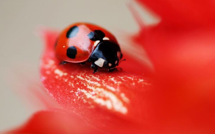 Ladybug On Red Flower wallpaper