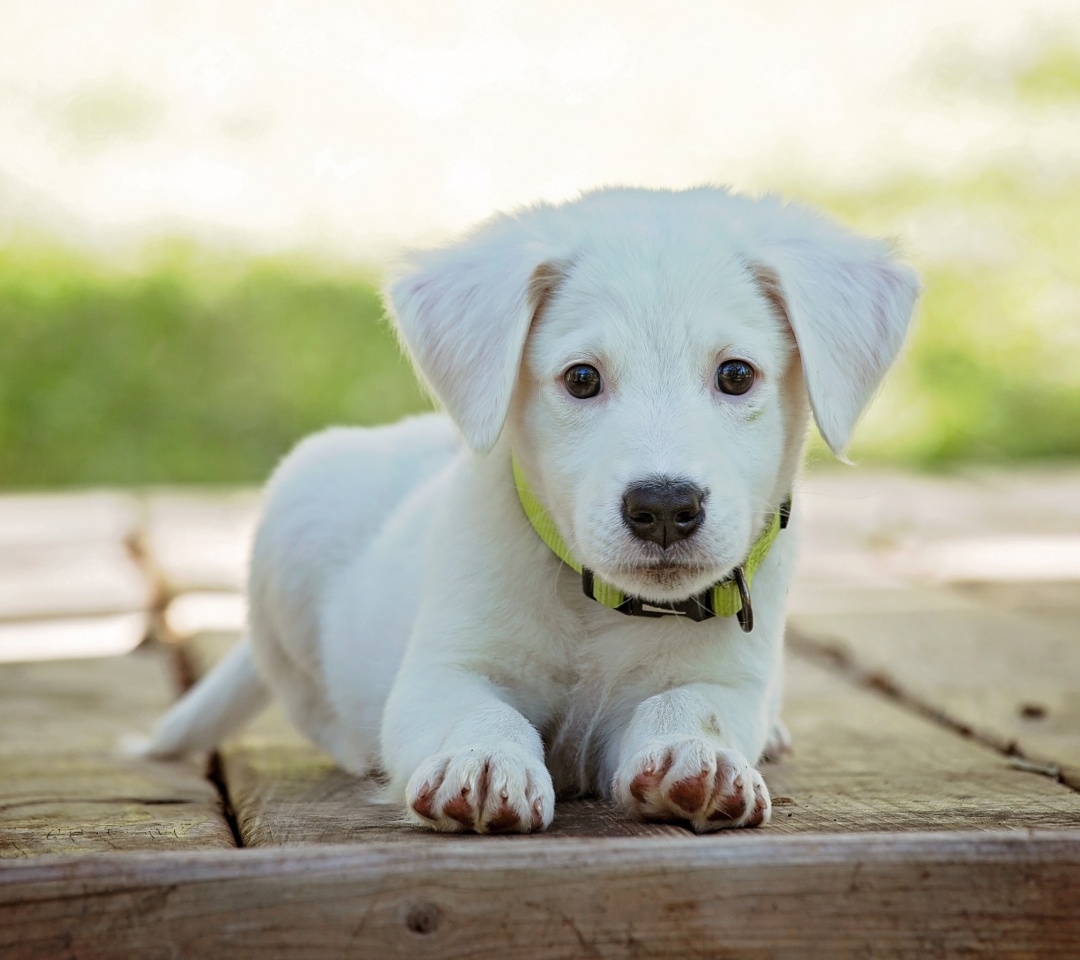 Обои White Puppy 1080x960