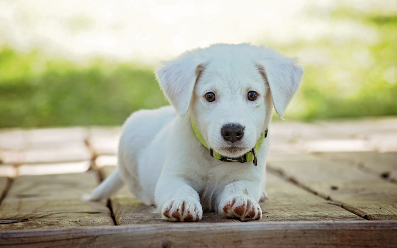 Das White Puppy Wallpaper 1280x800